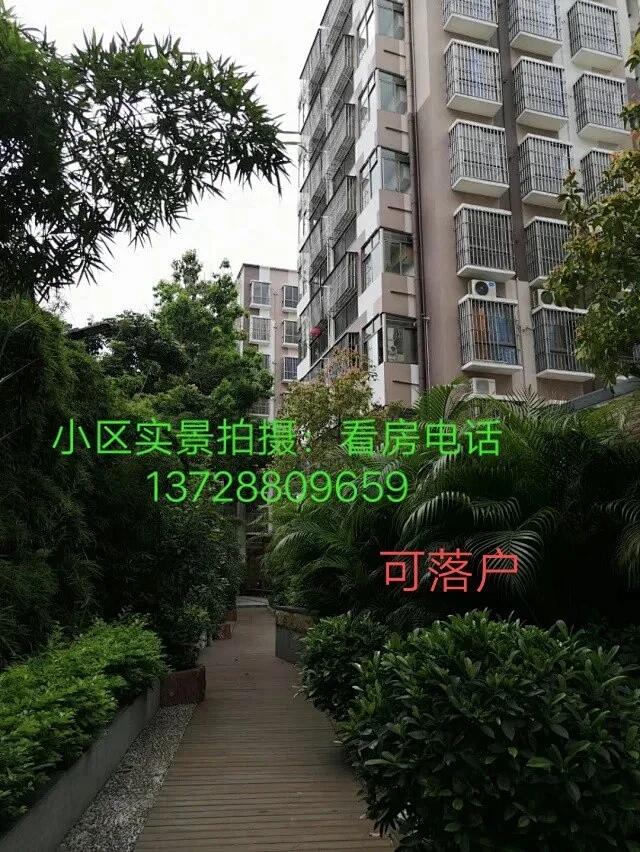 观澜村委统建楼新楼盘.jpg